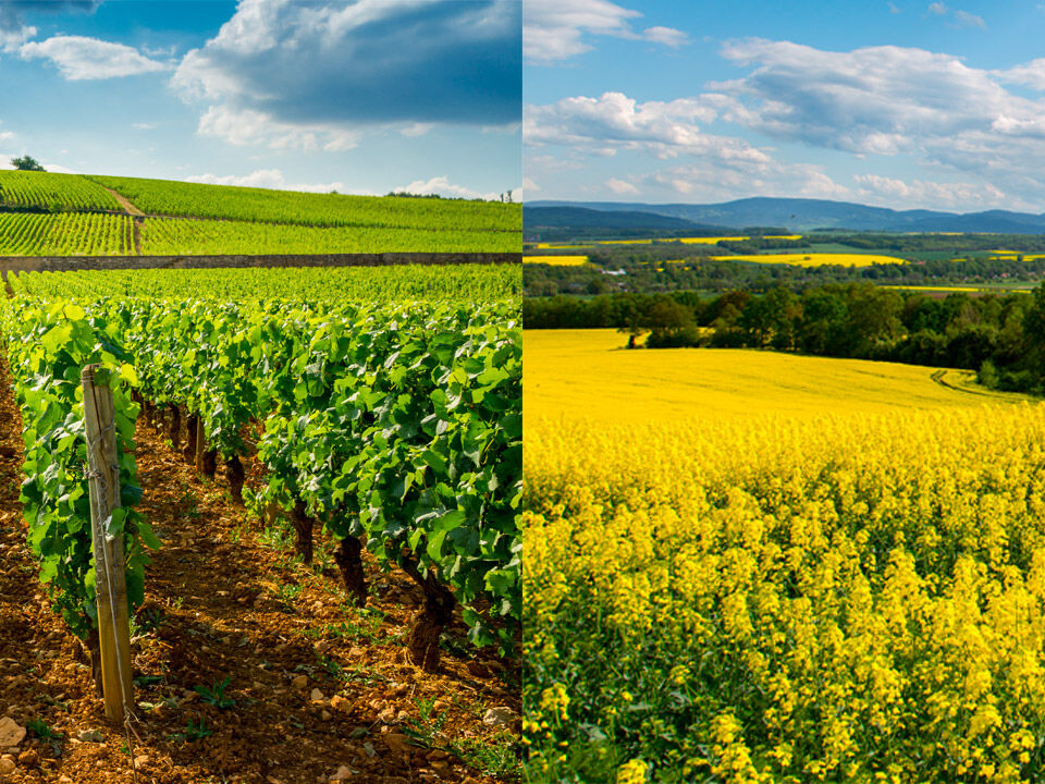 Cr&eacute;dit Terre et Vignes Agris Vitis Banni&egrave;re