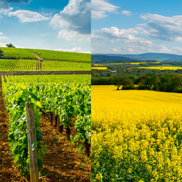 Cr&eacute;dit Terre et Vignes Agris Vitis En avant