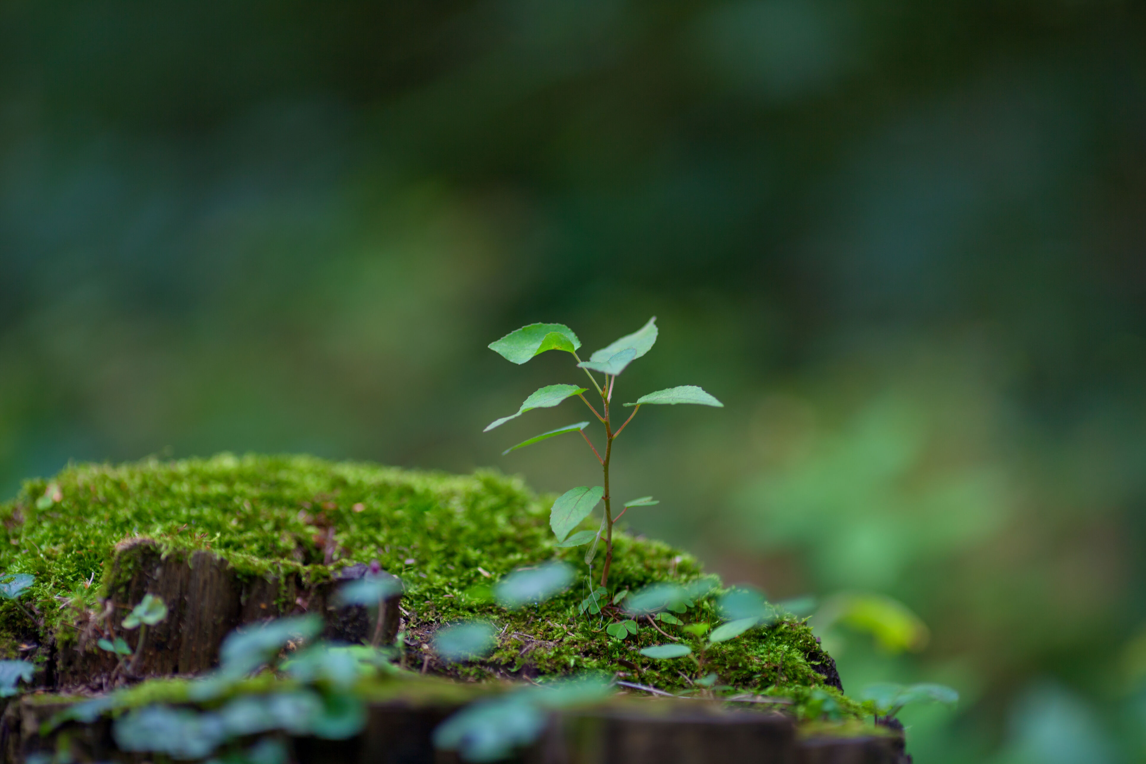 visuel reforest action