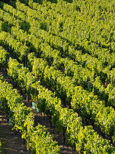 Cr&eacute;dits Terres & Vignes